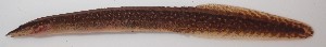  ( - AES23_GKE-B062)  @11 [ ] Unspecified (default): All Rights Reserved (2022) Aquatic Ecosystem Services (AES) Unspecified