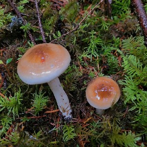  (Hygrophorus bakerensis - iNat100094951)  @11 [ ] some rights reserved (CC BY) (2021) Kathleen Dobson Unspecified