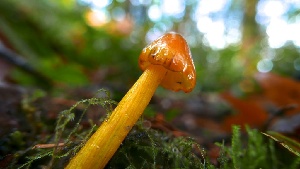  (Hygrocybe cf. singeri - iNat100706361)  @11 [ ] some rights reserved (CC BY-NC) (2021) natvik Unspecified