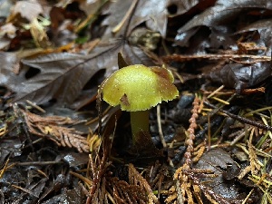  (Hygrocybe virescens - iNat100818887)  @11 [ ] some rights reserved (CC BY-ND) (2021) matthew koons Unspecified