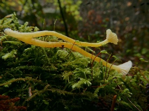  (Hygrocybe aff. constrictospora - iNat101115670)  @11 [ ] some rights reserved (CC BY-NC) (2021) natvik Unspecified