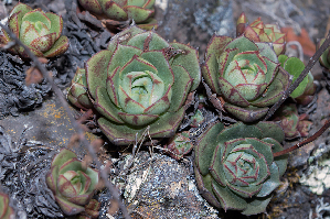  (Echeveria longissima var. aztatlensis - FESINV-10)  @11 [ ] by-nc-sa (2024) Luis E. de la Cruz FES Zaragoza, UNAM