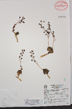  (Graptopetalum mendozae - MEXU-1497384)  @11 [ ] by-nc-sa (2024) Luis E. de la Cruz FES Zaragoza, UNAM