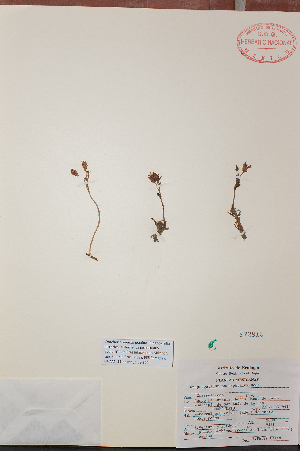  (Graptopetalum pachyphyllum - MEXU-872815)  @11 [ ] by-nc-sa (2024) Luis E. de la Cruz FES Zaragoza, UNAM