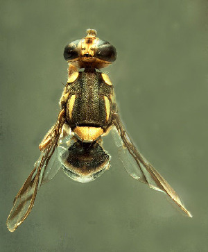  (Bactrocera alyxiae - BPC4248)  @15 [ ] Unspecified (default): All Rights Reserved  Bio-protection Research Centre Unspecified