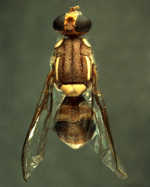  (Bactrocera parabarringtoniae - BPC4280)  @14 [ ] Unspecified (default): All Rights Reserved  Bio-protection Research Centre Unspecified