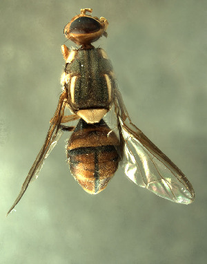  (Bactrocera moluccensis - BPC4296)  @13 [ ] Unspecified (default): All Rights Reserved  Bio-protection Research Centre Unspecified