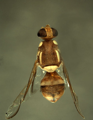  (Bactrocera pallida - BPC4298)  @14 [ ] Unspecified (default): All Rights Reserved  Bio-protection Research Centre Unspecified