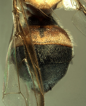  (Bactrocera laticaudus - BPC4315)  @12 [ ] Unspecified (default): All Rights Reserved  Bio-protection Research Centre Unspecified