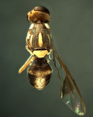  (Bactrocera visenda - BPC4329)  @13 [ ] Unspecified (default): All Rights Reserved  Bio-protection Research Centre Unspecified