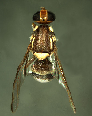  (Bactrocera tyroni - BPC4338)  @14 [ ] Unspecified (default): All Rights Reserved  Bio-protection Research Centre Unspecified