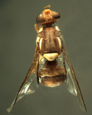  (Bactrocera tryoni - BPC4351)  @14 [ ] Unspecified (default): All Rights Reserved  Bio-protection Research Centre Unspecified