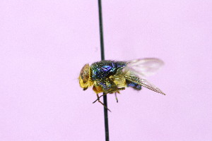  ( - QCAZI_122017)  @13 [ ] Unspecified (default): All Rights Reserved (2014) David A. Donoso & Emilia Moreno PUCE