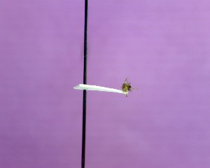  ( - QCAZI_122133)  @12 [ ] Unspecified (default): All Rights Reserved (2014) David A. Donoso & Emilia Moreno PUCE