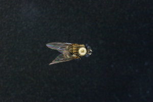  (Lispoides - QCAZI_220937)  @11 [ ] Unspecified (default): All Rights Reserved  Unspecified Unspecified