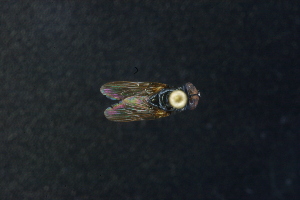  ( - QCAZI_220938)  @11 [ ] Unspecified (default): All Rights Reserved  Unspecified Unspecified