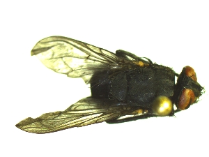  ( - QCAZI_235336)  @13 [ ] Unspecified (default): All Rights Reserved  Unspecified Unspecified