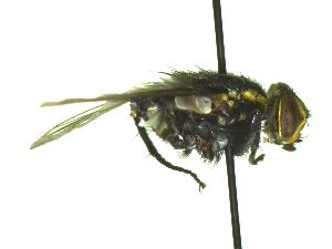  ( - QCAZI_235375)  @13 [ ] Unspecified (default): All Rights Reserved  Unspecified Unspecified