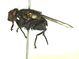  ( - QCAZI_235356)  @13 [ ] Unspecified (default): All Rights Reserved  Unspecified Unspecified