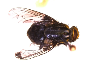  ( - QCAZI_235484)  @13 [ ] Unspecified (default): All Rights Reserved  Unspecified Unspecified