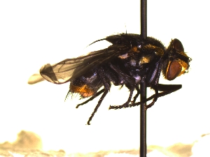  ( - QCAZI_235484)  @13 [ ] Unspecified (default): All Rights Reserved  Unspecified Unspecified