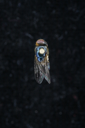  ( - QCAZI_212283)  @13 [ ] Unspecified (default): All Rights Reserved (2016) Mariela Domínguez PUCE