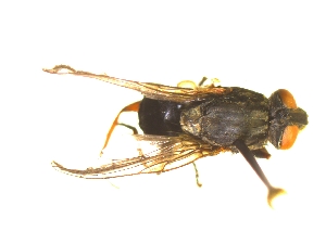  ( - QCAZI_235379)  @11 [ ] Unspecified (default): All Rights Reserved  Unspecified Unspecified