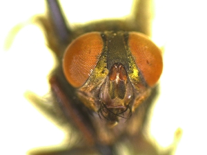  ( - QCAZI_235379)  @11 [ ] Unspecified (default): All Rights Reserved  Unspecified Unspecified