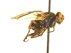  ( - QCAZI_235379)  @11 [ ] Unspecified (default): All Rights Reserved  Unspecified Unspecified