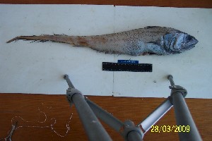  ( - Ber223)  @11 [ ] No Rights Reserved  Unspecified Unspecified