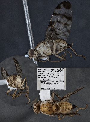  (Trypeta peltigera - CSCAFFPSpecimen_18Z419)  @11 [ ] Copyright (2023) Severyn Kornieiev California State Collection of Arthropods