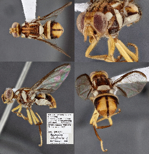  (Bactrocera bhutaniae - CSCAFFPSpecimen_18Z372)  @11 [ ] Copyright (2023) Severyn Kornieiev California State Collection of Arthropods