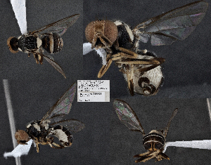  (Bactrocera nigrofemoralis - CSCAFFPSpecimen_19E139)  @11 [ ] Copyright (2023) Severyn Kornieiev California State Collection of Arthropods