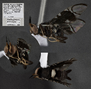  (Hoplandromyia - CSCAFFPSpecimen_19E130)  @11 [ ] Copyright (2023) Severyn Kornieiev California State Collection of Arthropods