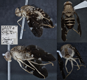  (Rioxoptilona vaga - CSCAFFPSpecimen_19E171)  @11 [ ] Copyright (2023) Severyn Kornieiev California State Collection of Arthropods