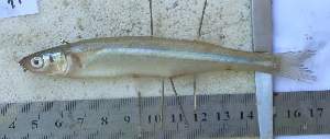  (Odontesthes hatcheri - MLP 9858)  @13 [ ] Copyright (2014) Victor E. Cussac INIBIOMA