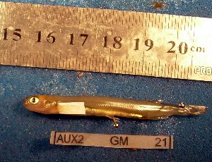  ( - INIBIOMA p61)  @12 [ ] Unspecified (default): All Rights Reserved  Unspecified Unspecified