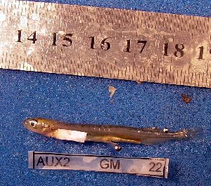  ( - INIBIOMA p58)  @12 [ ] Unspecified (default): All Rights Reserved  Unspecified Unspecified