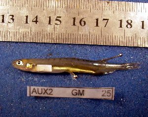  ( - INIBIOMA p56)  @12 [ ] Unspecified (default): All Rights Reserved  Unspecified Unspecified