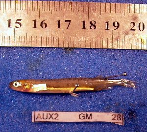  ( - INIBIOMA p60)  @12 [ ] Unspecified (default): All Rights Reserved  Unspecified Unspecified