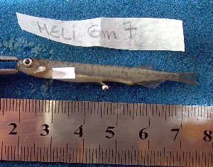  ( - INIBIOMA p86)  @12 [ ] Unspecified (default): All Rights Reserved  Unspecified Unspecified