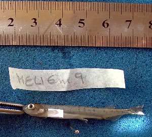  ( - INIBIOMA p85)  @12 [ ] Unspecified (default): All Rights Reserved  Unspecified Unspecified