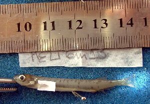  ( - INIBIOMA p84)  @12 [ ] Unspecified (default): All Rights Reserved  Unspecified Unspecified