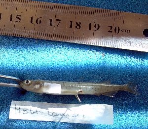  ( - INIBIOMA p87)  @12 [ ] Unspecified (default): All Rights Reserved  Unspecified Unspecified