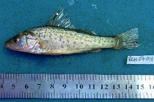  ( - INIBIOMA p48)  @12 [ ] Unspecified (default): All Rights Reserved  Unspecified Unspecified