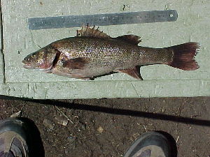  ( - INIBIOMA p36)  @12 [ ] Unspecified (default): All Rights Reserved  Unspecified Unspecified