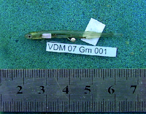  ( - INIBIOMA p51)  @12 [ ] Unspecified (default): All Rights Reserved  Unspecified Unspecified