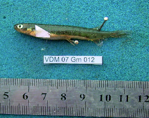  ( - INIBIOMA p54)  @12 [ ] Unspecified (default): All Rights Reserved  Unspecified Unspecified