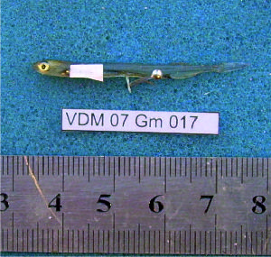  ( - INIBIOMA p53)  @12 [ ] Unspecified (default): All Rights Reserved  Unspecified Unspecified