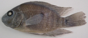  ( - PTR149)  @13 [ ] Copyright (2010) Eduardo Soto Galera Unspecified